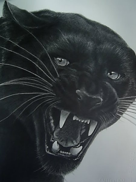 Пума черная злая