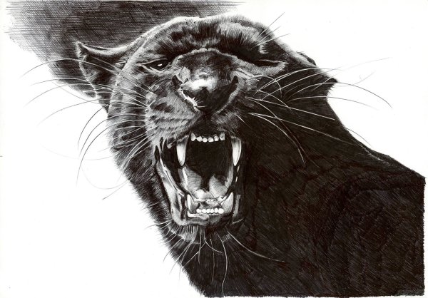 Пантера оскал эскиз