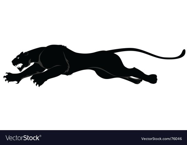 Пума Графика