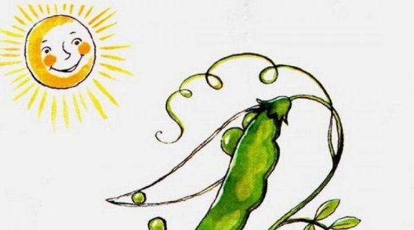 Загадка про горох для детей