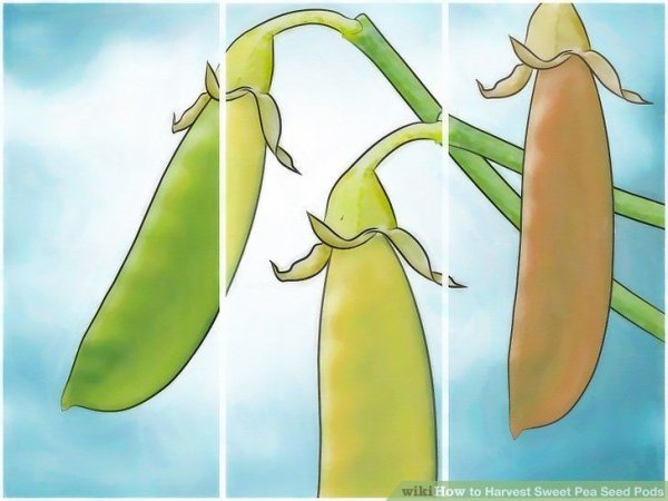 Желтый стручок гороха перезревший