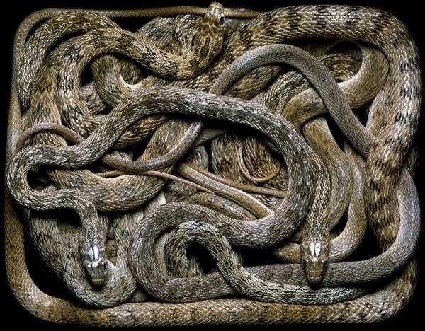 Древняя змея Санаех