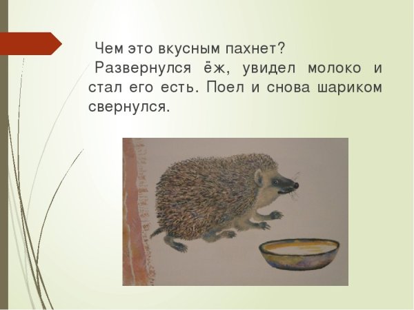 Рассказ е Чарушина про ежа