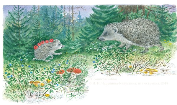 Ежик Чарушина Капустина