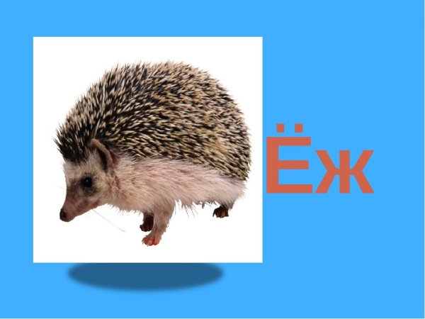 Ежик Чарушин