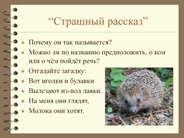 Еж на стуле