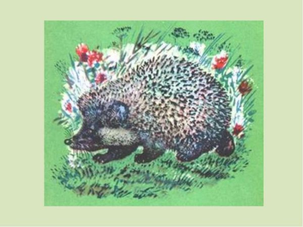 Тест по рассказу Чарушина страшный рассказ 2 класс