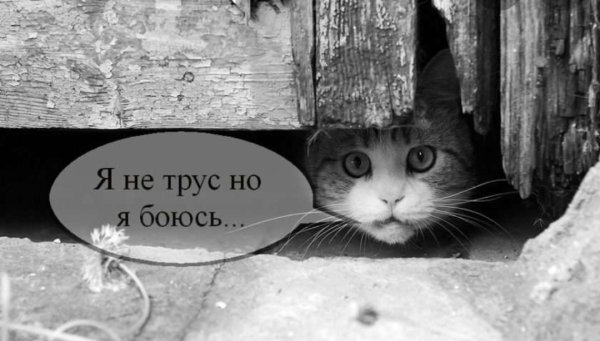 Я не трус но я боюсь