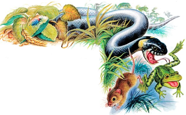 Бианки мышонок пик страшная ночь