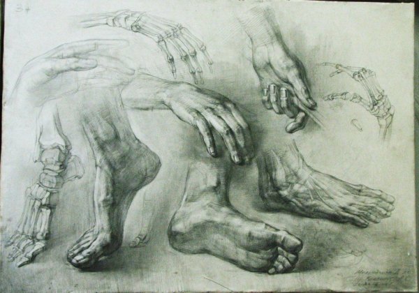 Пластическая анатомия стопы