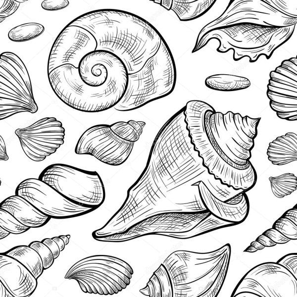 Черно-белая Графика Ракушка