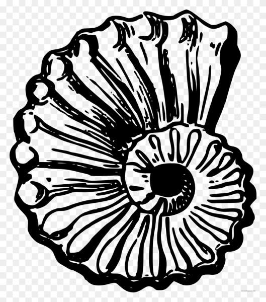 Ракушки морские