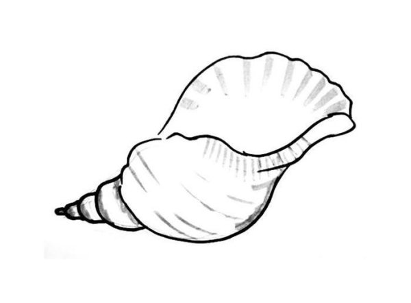 Ракушка черно белая