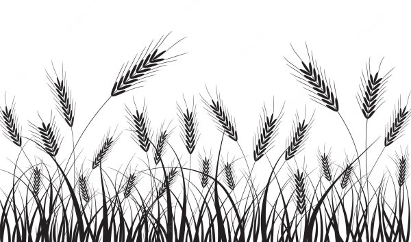 Колос пшеницы Графика