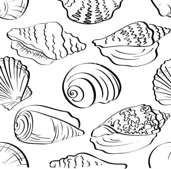 Ракушки морские черно белые для детей