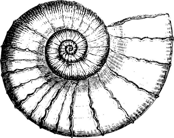 Аммонит золотое сечение