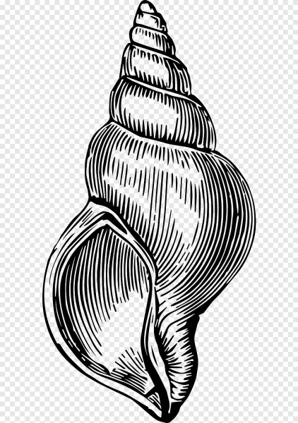 Стилизованная морская раковина