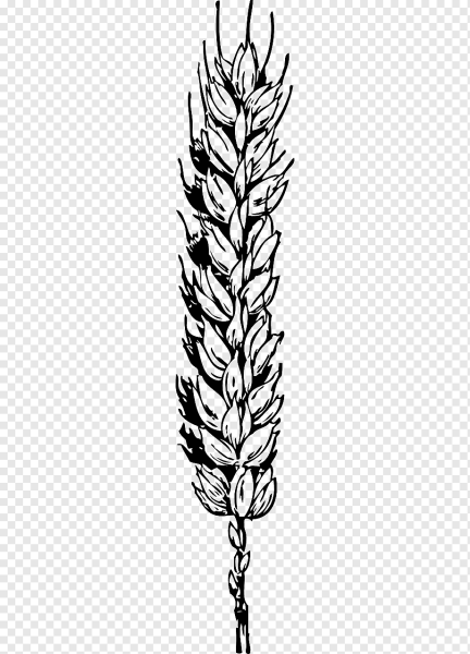 Колоски Графика