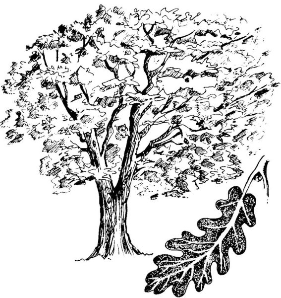 Дуб черно белый рисунок