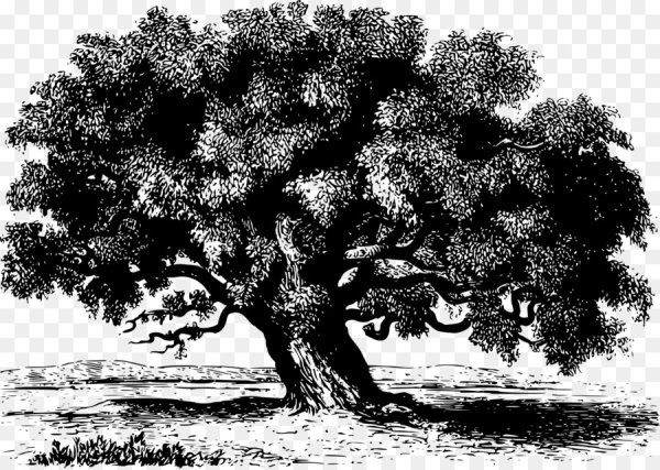 Дерево иллюстрация
