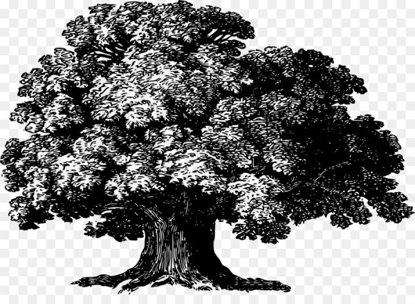 Дуб дерево