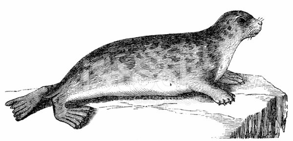 Балтийский серый тюлень рисунок