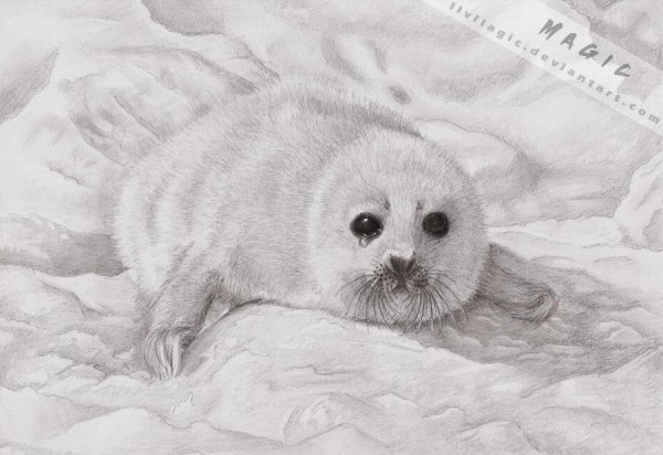 Байкальский тюлень Нерпа нарисовать