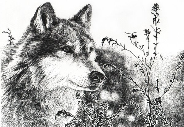 Кервуд Джеймс Оливер "казан"