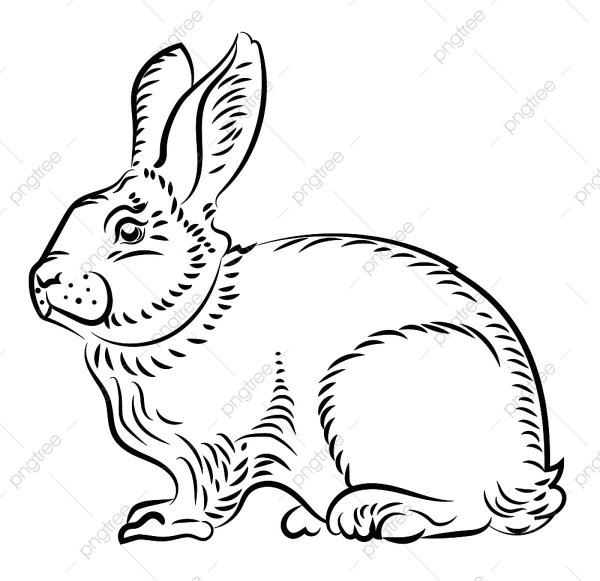 Эскиз кролика черно белый
