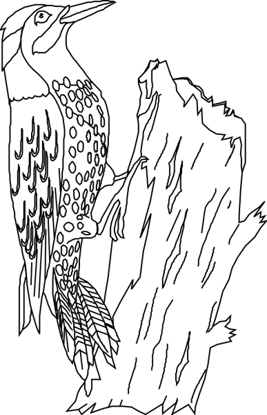 Дятел раскраска для детей