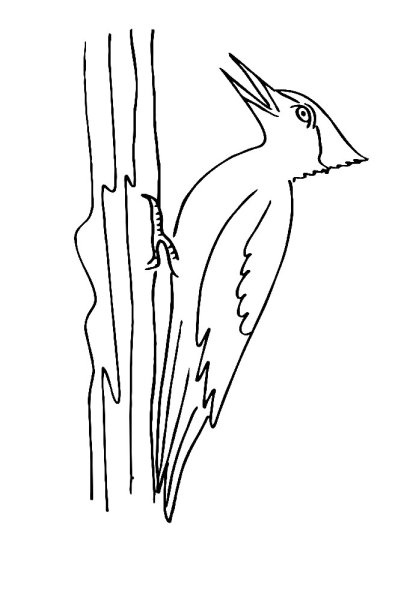 Белоспинный дятел раскраска