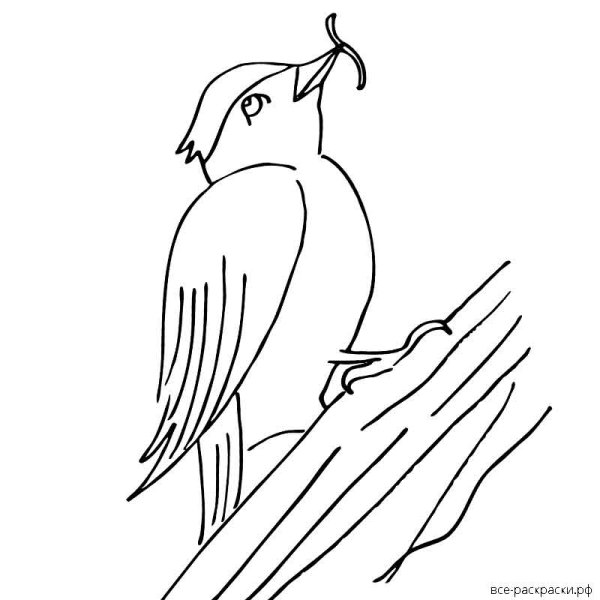 Зеленый дятел раскраска