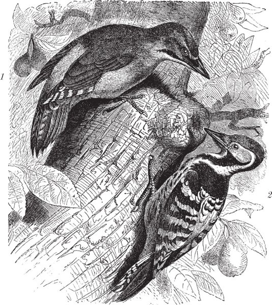 Дятел для срисовывания