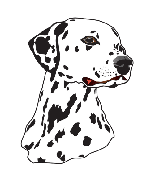 Спаниель далматинец