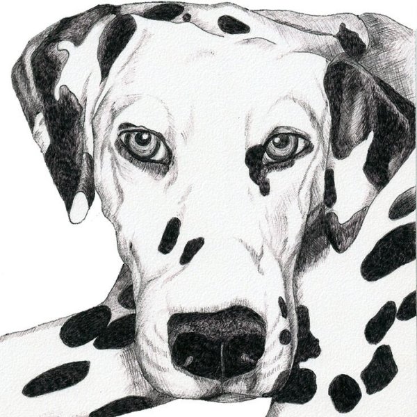 Раскраска далматинец