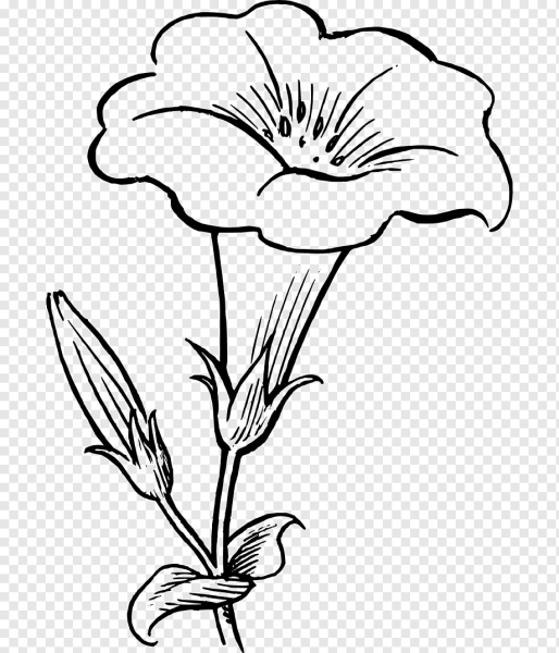 Цветы рисунок