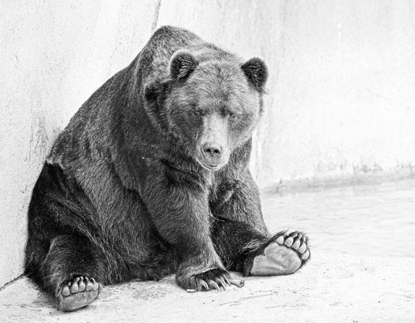 Медведь черно белый