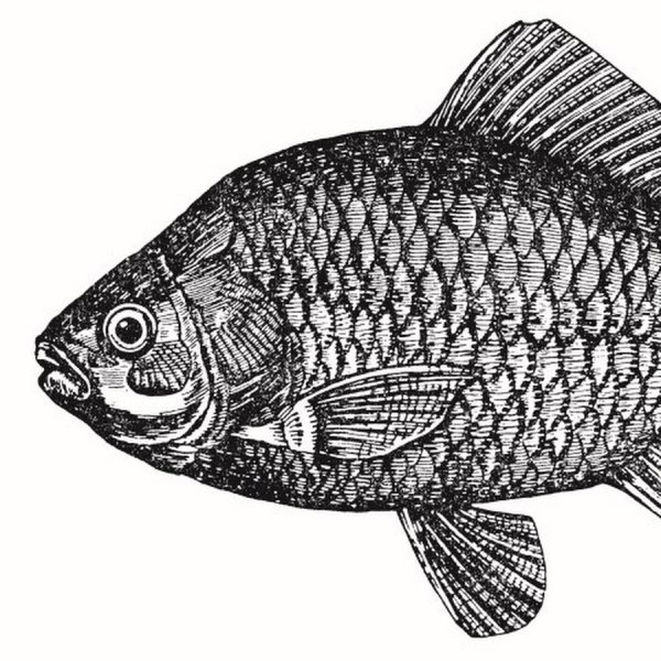Карась раскраска