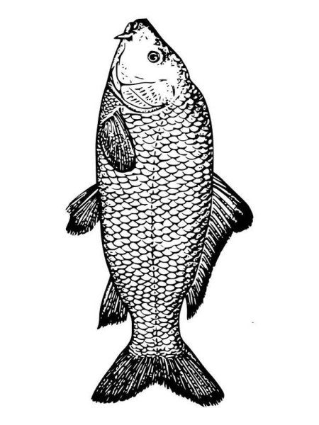 Рыбка вектор чб