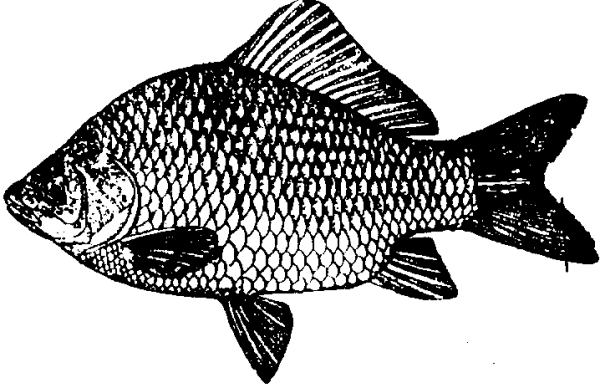 Рыба карандашом
