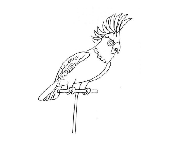 Раскраска попугай корелла