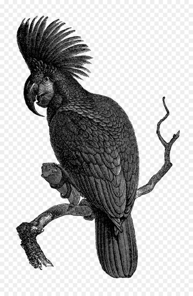 Какаду для срисовки