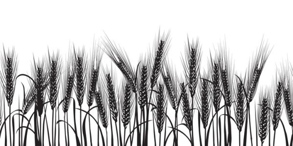 Колоски пшеницы черно белые