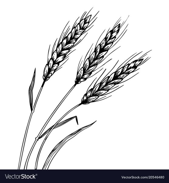 Колосок пшеницы рисунок
