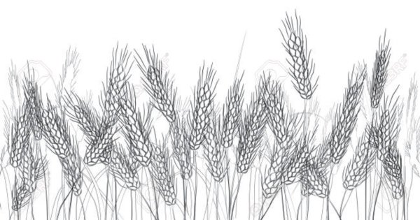 Колосья ржи вектор