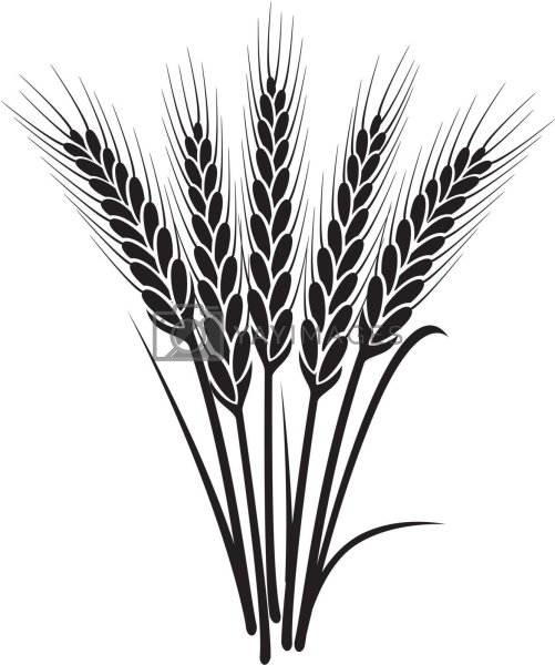 Сноп пшеницы вектор