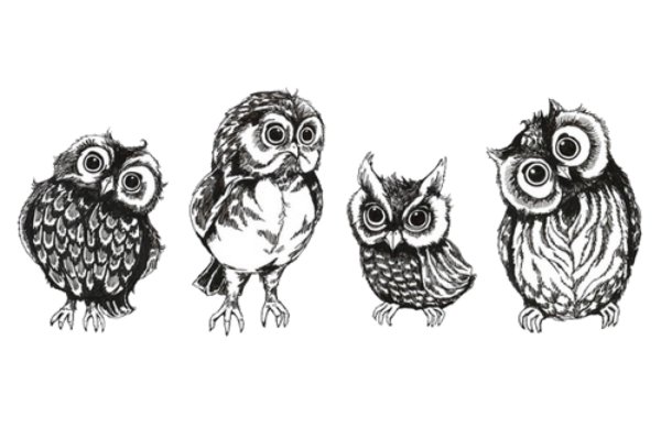 Совы картинки нарисованные