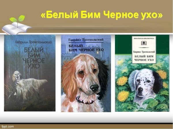 Белый Бим черное ухо рисунок