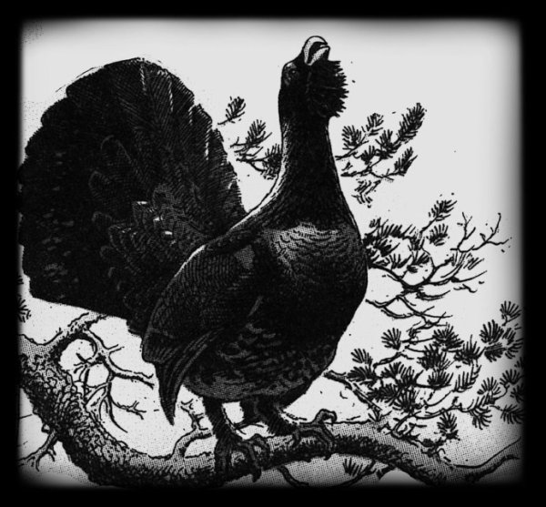 Гравюра Глухарь на току