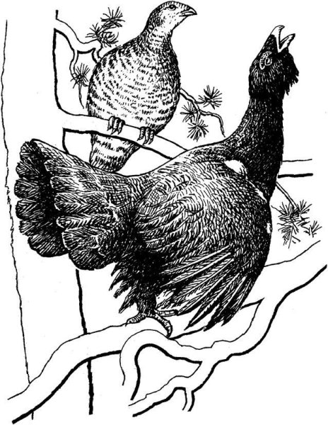 Глухарь рисунок